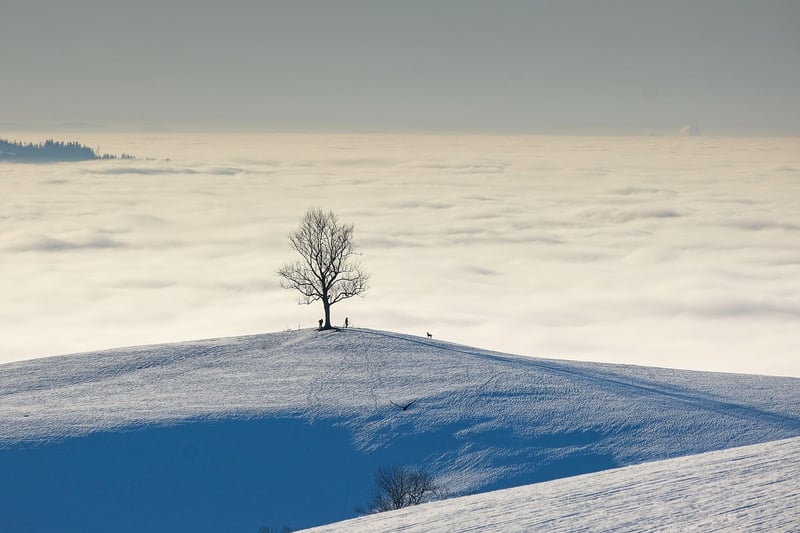 Fantasy Realm